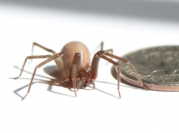 Ученые раскрыли тайну паутины бурого паука-отшельника
