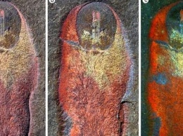 В Марокко обнаружили древнего моллюска возрастом 480 млн лет