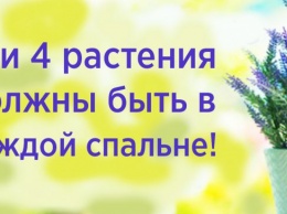 Внимание! Эти 4 растения должны быть в каждой спальне! И вот почему