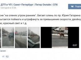 Появилось видео, как в Санкт-Петербурге по проспекту бегал олень в сбруе