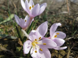 Весна на пороге: на склонах Тилигульского лимана на Николаевщине появились первоцветы