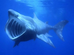 Ученые узнали о зимних «каникулах» акул