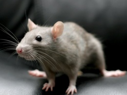 Ученые: У мышей есть способность к медитации