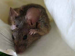 Ученые на мышах показали эффек медитации