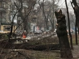 Очередное дерево рухнуло в Одессе
