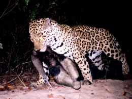 Камеры-ловушки засняли редкую схватку ягуара с муравьедом в лесах Амазонки