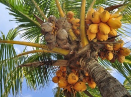 Мировой рекорд. Индиец разбил 124 кокоса за секунды