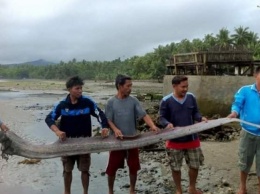 Морское чудовище поймали на Филиппинах (видео)