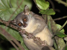 В Анголе нашли новый вид приматов, которые похожи на премьер-министра Мориса из "Мадагаскара"