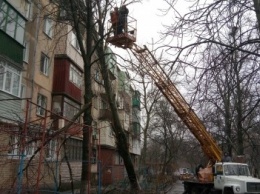 В Мариуполе спасли дом от дерева (ФОТО)