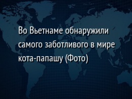 Во Вьетнаме обнаружили самого заботливого в мире кота-папашу (Фото)