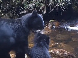 Воспитательный момент в семье очковых медведей покорил сеть