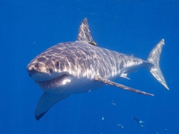 Попытка нападения акулы на серфера попала на видео
