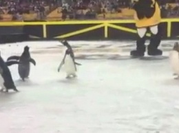 В матче НХЛ на лед вышли пингвины