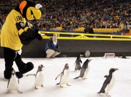 Перед матчем НХЛ на стадион вышли пингвины
