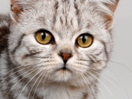 Ученые нашли в организме кошек опасные химические элементы