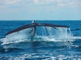 Юношу с Волыни полиция спасла от "синих китов"