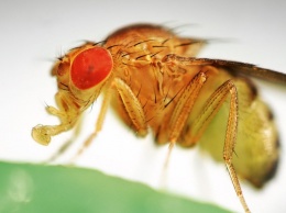 Ученые нашли в генах космических мух-дрозофил серьезные изменения