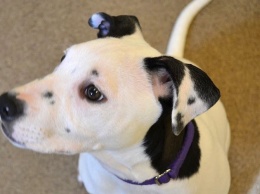 В США собака родилась со своим «селфи» на левом ухе