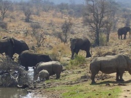 Браконьеры в ЮАР стали меньше убивать носорогов