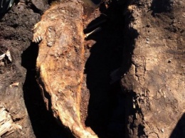 На Аляске нашли череп легендарного "медведя ласки"