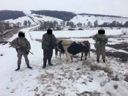 Крупный рогатый нарушитель: харьковские пограничники задержали россиянина с телятами