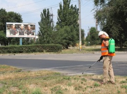 В Запорожье бороться с амброзией будут безопасными средствами