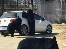 В сафари-парке медведи пытались залезть в машину с туристами