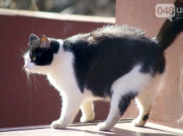 В Одессе разгулялись мартовские коты (ФОТО)