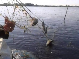 За прошлый год на Николаевщине выловили более 1800 тонн рыбы