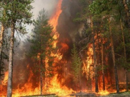 В Чернобыльской зоне продолжаются лесные пожары