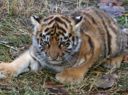 Пока на карантине: в Киевский зоопарк вернули "пропавших" тигрят