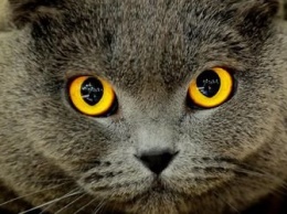 Почему у кошек вертикальные зрачки выяснили ученые