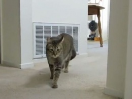 Владелец кошки научил свою любимицу охотиться за пищей (ВИДЕО)