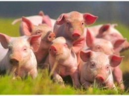 Главный ветеринар: африканской чумы свиней в Запорожской области нет