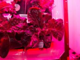 "Один большой лист для человечества": экипаж МКС питается выращенным в космосе салатом