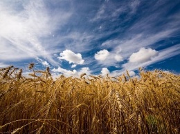 Украина стремится увеличить объемы поставок зерна в КНР