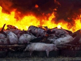 Вблизи Павлограда вспышка африканской чумы свиней
