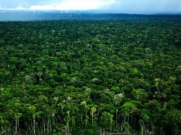 Ученые: Леса Амазонии выращены людьми