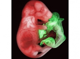 Ученые впервые смогли вырастить из стволовых клеток эмбрион мыши