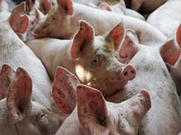 Совмин поручил провести отчуждение свиней в зоне АЧС в Советском и Белогорском районах