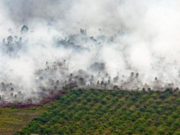 Ученые: В четырех из пяти лесных пожарах виноват человек