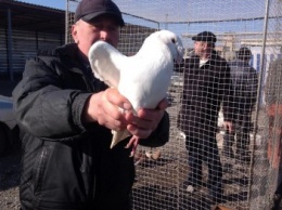 В Павлограде прошла выставка-ярмарка голубей