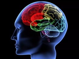Учеными определен механизм контролирующий распределение информации в головном мозге