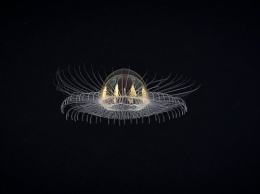 В Тихом океане ученые обнаружили «космическую» медузу