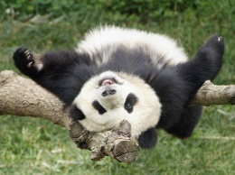 Интернет заразился видеороликом «ми-ми-мишной» панды