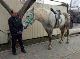 В Одессе патрульные спасли коня