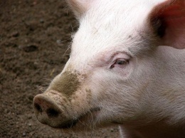 В Запорожской области будут платить за убитых свиней