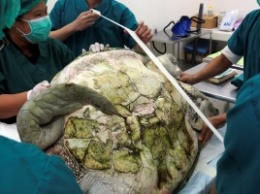 В Тайланде черепаха проглотила 5 кг денег. Хирурги извлекли из ее желудка 915 монет