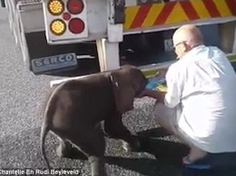 Всегда есть возможность кому-то помочь: в Южной Африке водитель грузовика спас от жажды слоненка